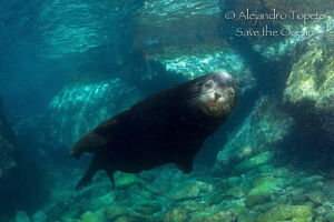 Male Sea Lion in the yard, La Paz Mexico by Alejandro Topete 